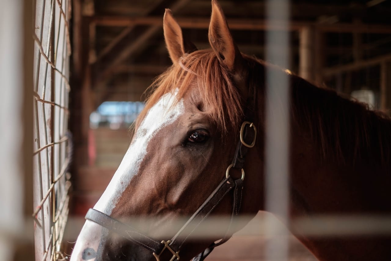 Horse barn