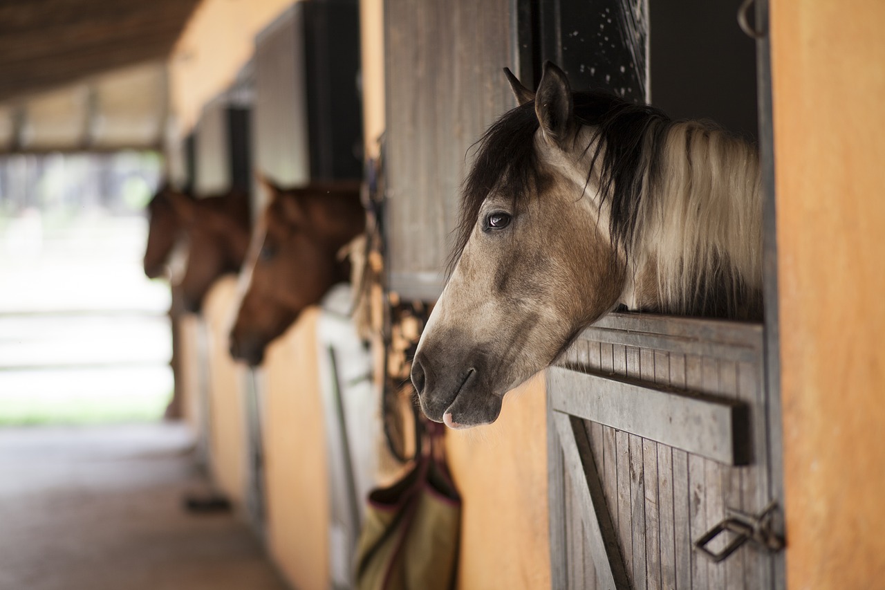 Horse Barn Design Tips