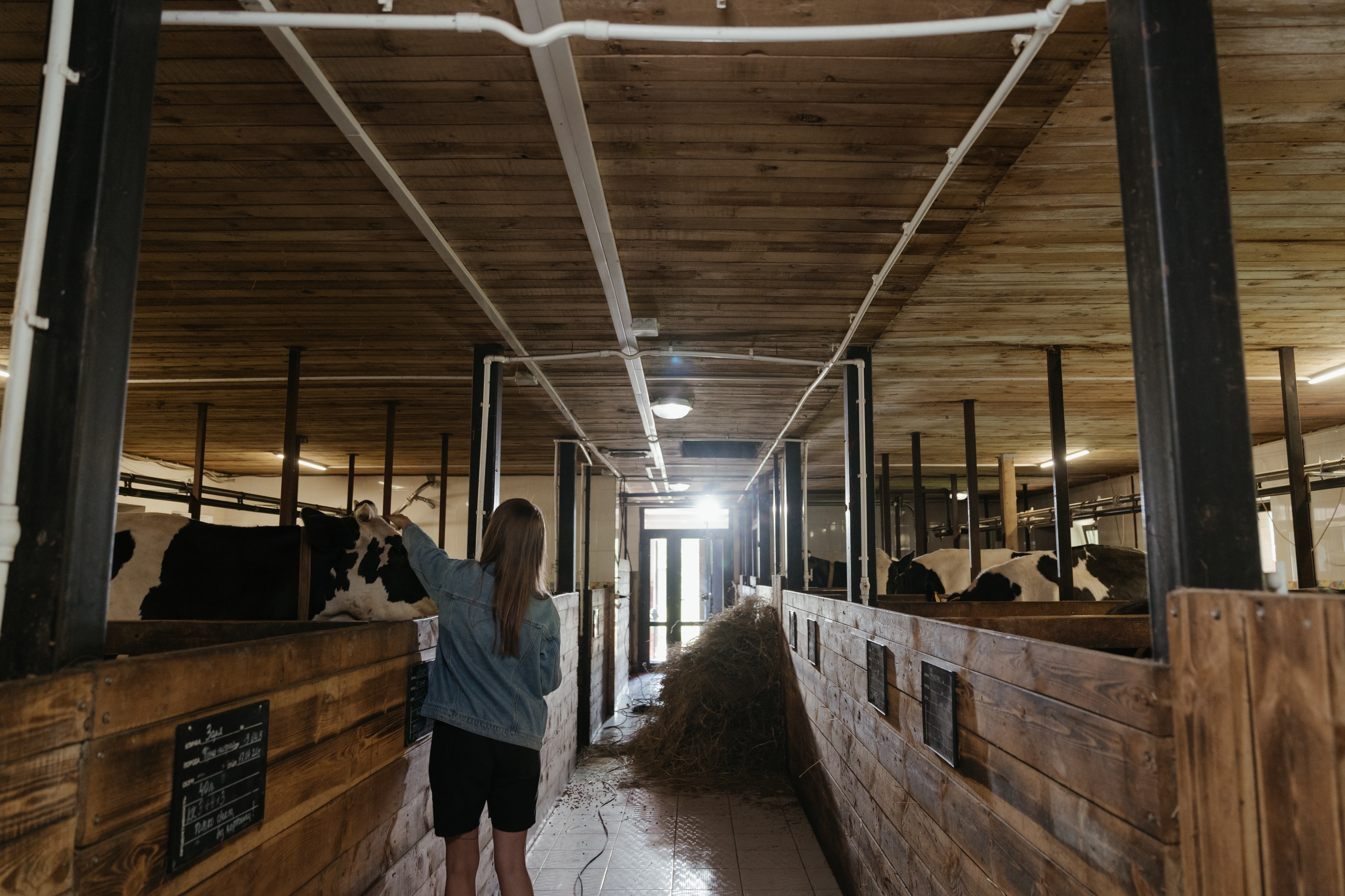 Keys to Designing Cattle Barns