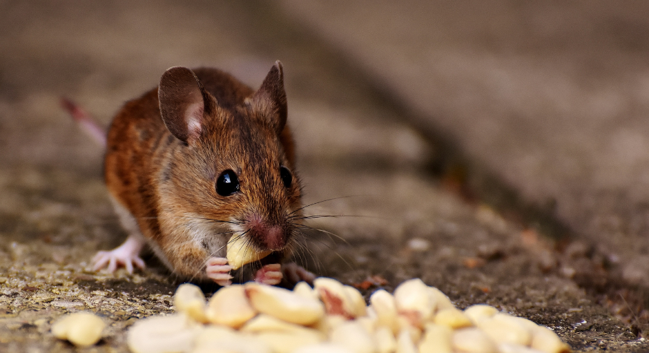 3 Ways to Keep Rodents Out of Your Pole Barn